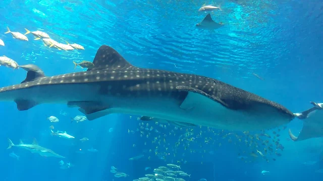 【沖縄旅行】美ら海水族館の魅力は何と言ってもジンベイザメでしょう！