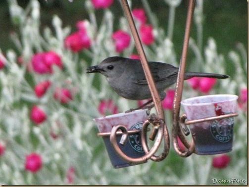 birds at feeder_20090624_041