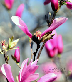 Purple blossoms