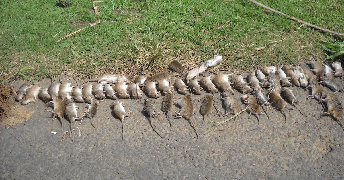 BP3K NANGGULAN Tikus Sawah dan Cara Pengendaliannya