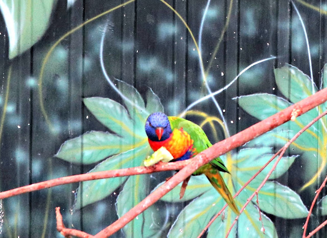 A colourful Lorikeet at Paradise Wildlife Park