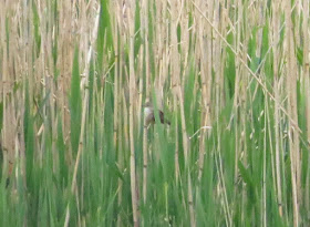 Great Reed Warbler - Albert Village Lake, Leicestershire