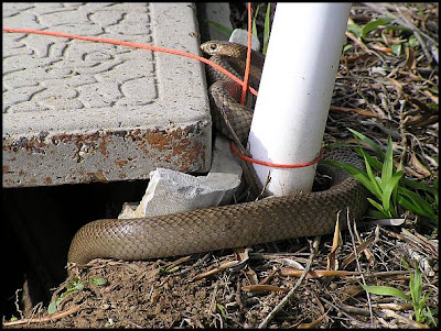 Pictures Of Snakes To Colour In. Brown Snake (Pseudonaja