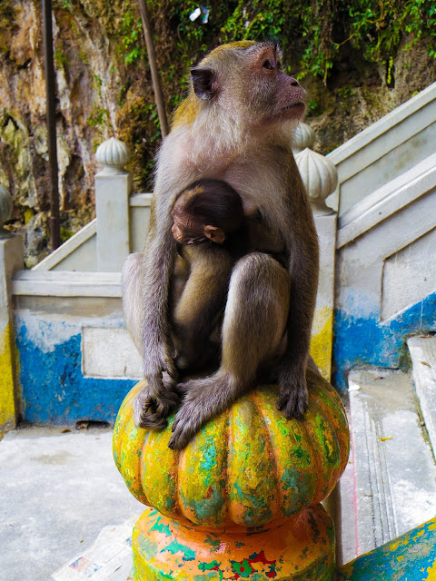 Batu Caves scimmie