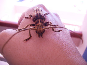 insect,longhorn beetle, animal