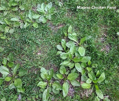 Plantain herb for natural wound care in chickens