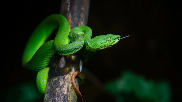  Papel de Parede Serpente Verde, hd, 4k. 