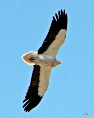 "Egyptian Vultur, once a resident now not so,flying overhead"