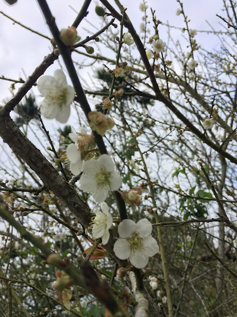 plums blooming at Meiling Scenic Area 梅嶺風景區, Tainan, Taiwan