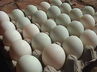 Manfaat Telur Itik  bagi Kesehatan