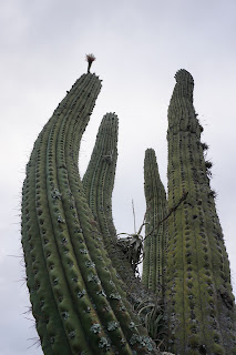 Un beau grand cactus