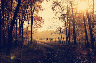 path through forest at sunset