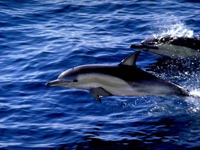 Beautiful Dolphin Normal Resolution HD Wallpaper 7