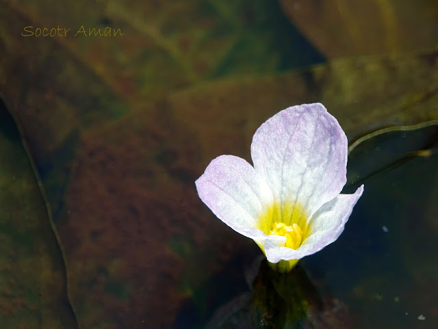 Ottelia alismoides