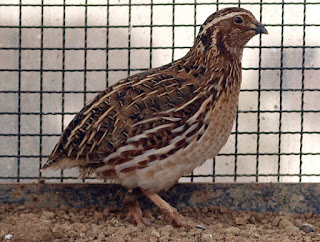 Penyebab Burung Puyuh Sering Mati