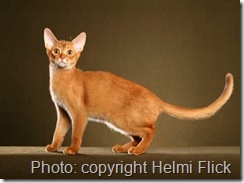 Sorrel coat colour abyssinian cat