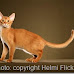 Abyssinian cat guide pic