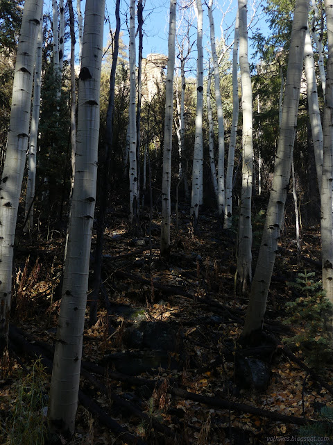 040: thin aspen and the cliffs