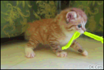 Funny Kitten GIF • Playful kitty is confused because its green elastic ribbon has disappeared! [ok-cats.com]