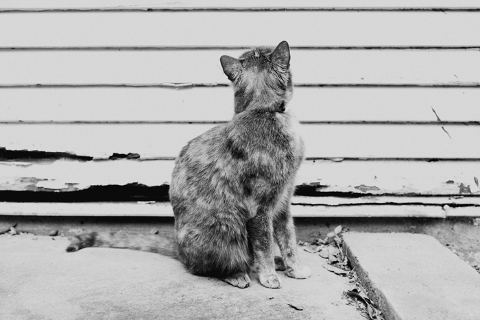 black and white cat portrait