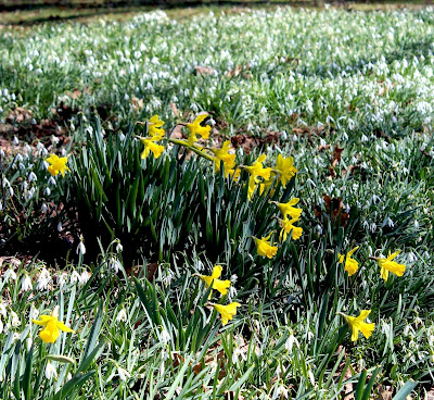 Field full of snowdrops at Pennsbury Manor: small white flowers on long green grass-like stems. In the center is a cluster of yellow daffodils sticking up above the snowdrops.