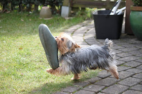 dog carries shoe on his mouth, funny animal pictures of the week