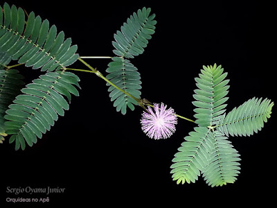 Mimosa pudica