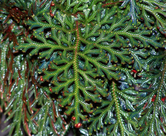 Selaginella erythropus frond