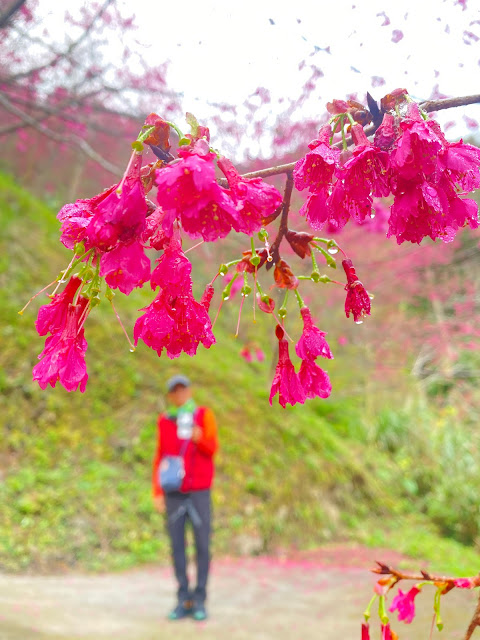 望高茶園