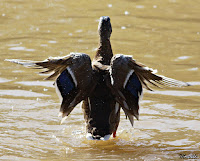 Anade real o azulón (Anas platyrhynchos) 