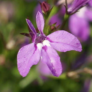 Lobelia erinus 'Laguna Heavenly Lilac'