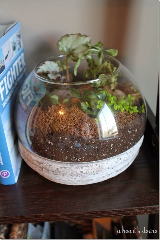 Terrarium