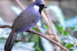 Penyebab Burung Poksay Hongkong Susah Bunyi