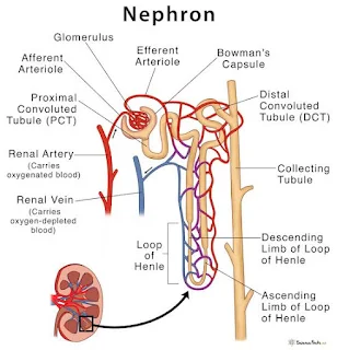 Structure of Nephron