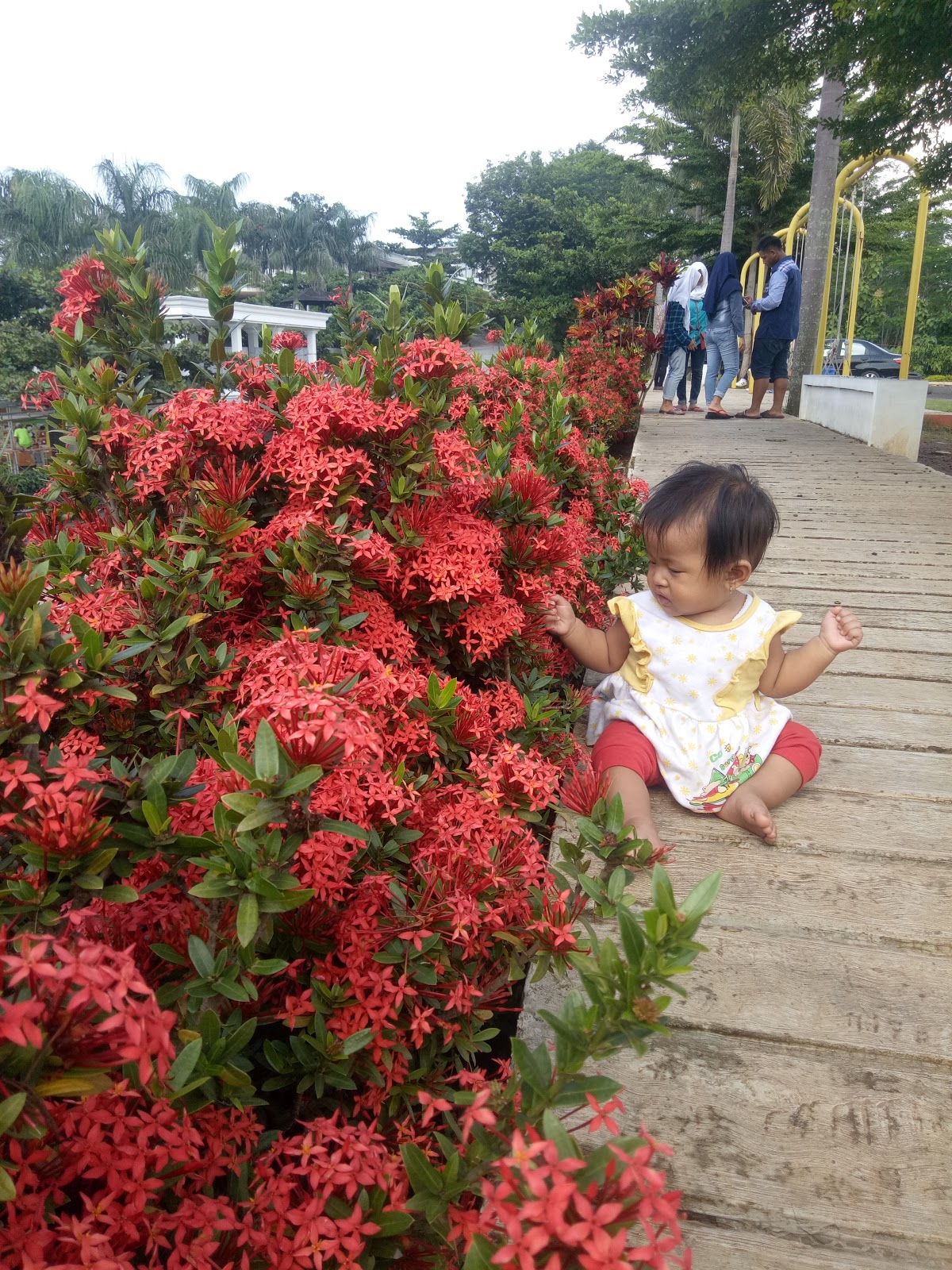Tanaman Asoka Mini Sinox Nursery