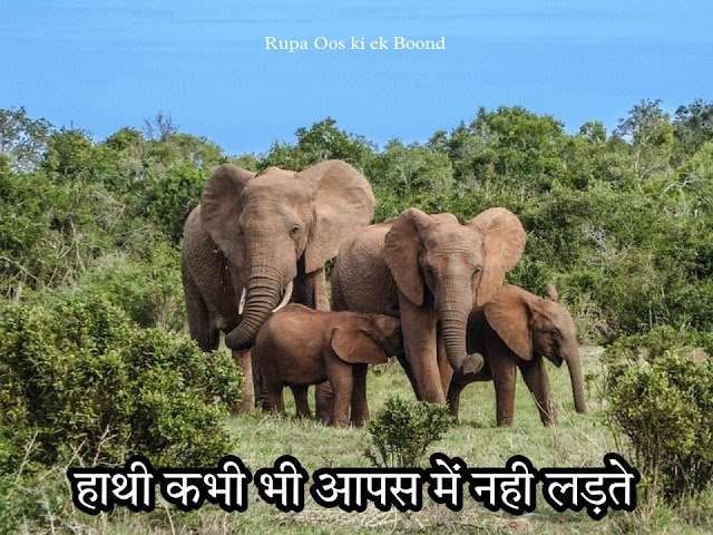 20 रोचक जानकारीयां हाथी के बारे में || 20 Interesting facts about Elephant ||