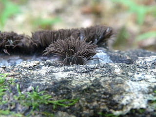 Sous toute réserve : Stémonite splendide - Stemonitis splendens