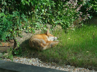 Fox sleeping