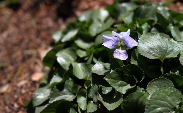 Labrador Violet Flowers