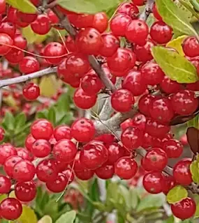 Buah Yaupon