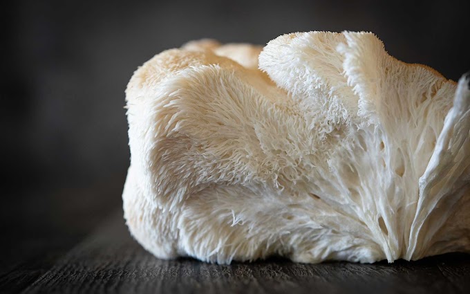 Lion's mane mushroom supply | Mushroom supply | Biobritte mushroom center 