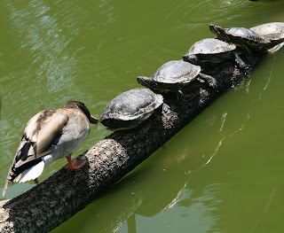 Red-eared sliders and mallard in Golden Gate Park by Brocken Inaglory (CC-by-SA-3.0)