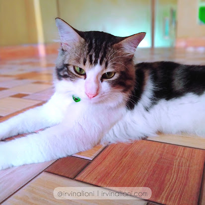 kucing lucu mixdom