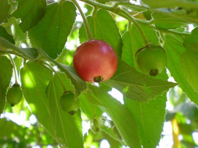 Seindah Mimpiku Kenangan Masa Kecil Buah  Ceri  