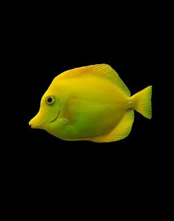 معلومات عن السمكة الصفراء