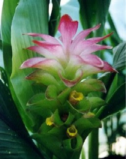 Turmeric (Curcuma xanthorhiza Roxb.)