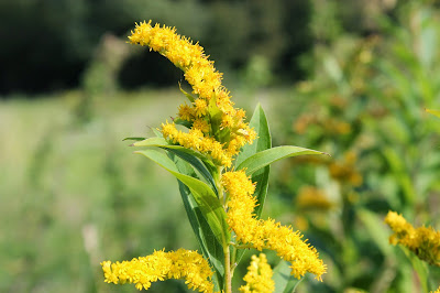 Late Guldenroede - Lette Goudgjirde - Solidago gigantea