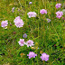 Muşcata dracului (Scabiosa lucida)