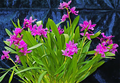 Miltonia Honolulu orchid plant care and culture