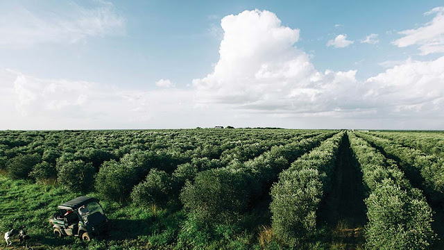 دامەزراندن وبەرێوەبردنى باخی زەیتونOlive tree farm